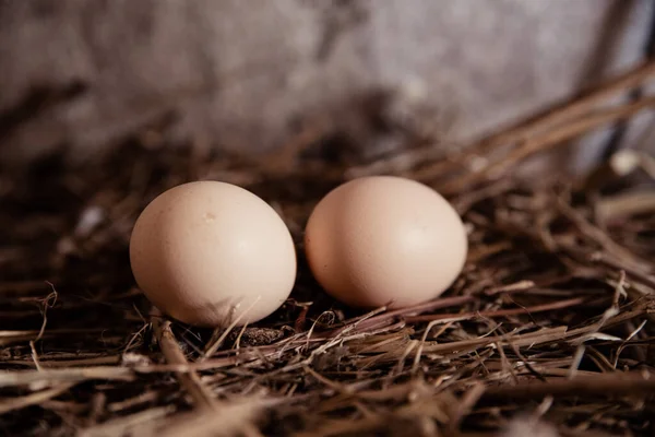 Uova Pollo Nido Pollo Sono Fatte Paglia Concetto Uova Pollo — Foto Stock