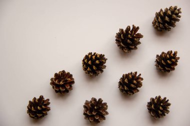 Beyaz arka planda ladin ve çam konileri.