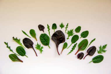 Sebze yaprakları yarım daire şeklinde dizilir. Beyaz arka planda roka, mongold, ıspanak, marul çeşitleri. Sağlıklı beslenme konsepti. Üst görünüm, düz görünüm, kopyalama alanı.