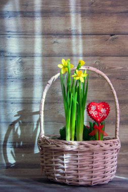Nergislerin güzel bahar çiçekleri ve ahşap bir arka planda sepetin içindeki kırmızı kalp. Pencerenin gölgesi. Boşluğu kopyala.