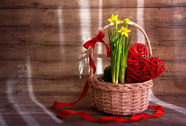 Nergislerden oluşan güzel bahar çiçekleri ve ahşap bir arka planda kırmızı kurdeleyle süslenmiş hasır bir sepetteki dallardan yapılmış kalp. Tatil konsepti. Boşluğu kopyala.