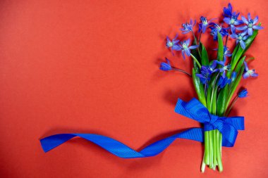 Kırmızı arka planda mavi kurdeleli bir buket taze BlueBell çiçeği. Tatil konsepti. Üst görünüm, düz görünüm, kopyalama alanı.