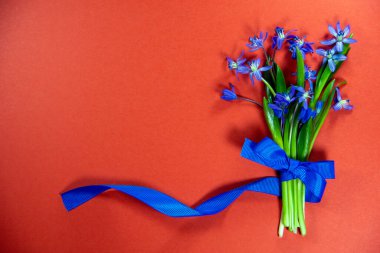 Kırmızı arka planda mavi kurdeleli bir buket taze BlueBell çiçeği. Tatil konsepti. Üst görünüm, düz görünüm, kopyalama alanı.