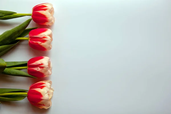 A row of beautiful red with white tulips on a white background. Top view, flat lay, copy space.