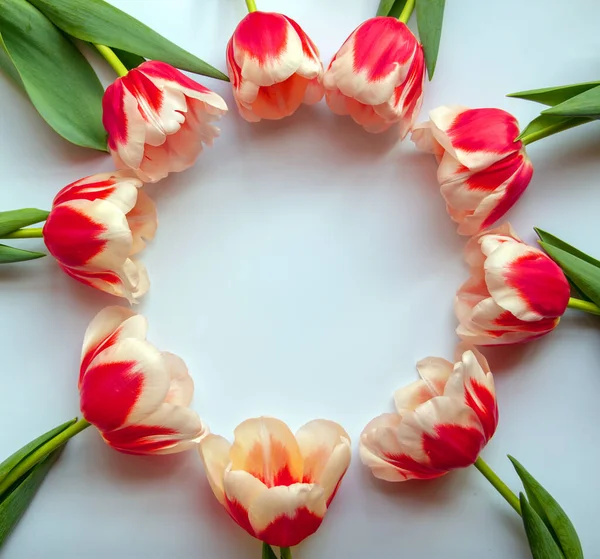 Beautiful red with white tulips decorated in a circle on a white background. Top view, flat lay, copy space.