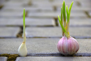 Seramik yolunda yalıtılmış sarımsak. Sebzeli sarımsak. Yatay görünüm.