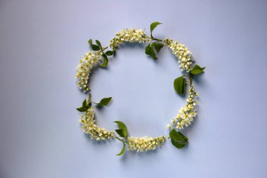 Mavi arka planda daire şeklinde çiçek açan kuş kirazı dalları ile trend düzeni. Çiçek kompozisyonu. Asgari doğa konsepti. Düz yatıyordu. Boşluğu kopyala, kağıt kart.