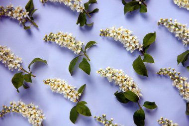 Çiçekli bir kuş kirazının dallarının yaratıcı düz bileşimi. Gerçekçi estetik görünüş modeli. Doğa geçmişi. Bahar konsepti.