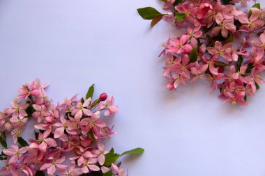 Mavi arka planda pembe bahar ağacı çiçekleri olan yaratıcı düz kompozisyon. Asgari doğa konsepti. Düz yat, boşluğu kopyala.