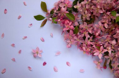 Mavi arka planda bahar ağacı çiçekleri ve pembe taç yaprakları olan yaratıcı düz kompozisyon. Asgari doğa konsepti. Düz yat, boşluğu kopyala.