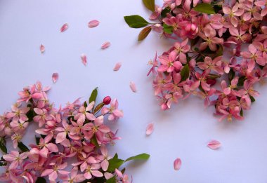 Çiçek açan bir ağacın dalları ve mavi arka planda pembe taç yaprakları olan trend düzeni. Çiçek kompozisyonu. Asgari bahar konsepti. Düz yatıyordu. Boşluğu kopyala, kağıt kart.