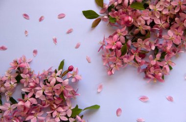 Mavi arka planda bahar ağacı çiçekleri ve pembe taç yaprakları olan yaratıcı düz kompozisyon. Asgari doğa konsepti. Düz yat, boşluğu kopyala.