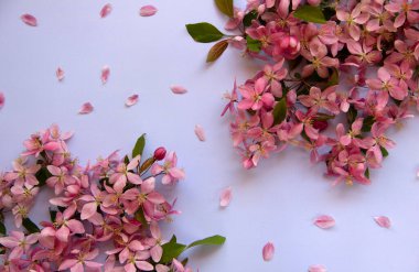 Mavi arka planda bahar ağacı çiçekleri ve pembe taç yaprakları olan yaratıcı düz kompozisyon. Asgari doğa konsepti. Düz yat, boşluğu kopyala.