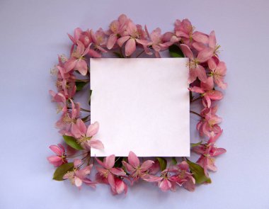 Pembe bahar ağacı çiçekleri ve mavi arka planda fotokopi alanı için beyaz kağıt karesi olan yaratıcı bir düzen. Çiçek kompozisyonu. Asgari doğa konsepti. Düz yatış, kağıt kart..