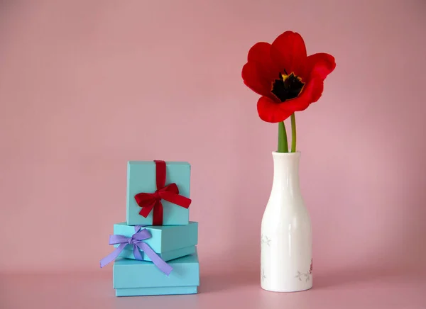 Красный Цветок Тюльпана Белой Вазе Синие Подарочные Коробки Лентами Бантами — стоковое фото
