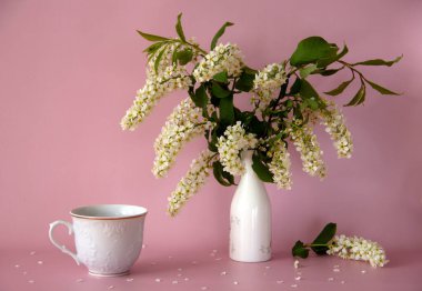 Beyaz çay fincanı ve çay tabağı, taze bir buket kirazlı vazo, çiçek açan bir kiraz dalı ve pembe arka planda taç yaprakları. Durgun hayat. Romantik bir kavram. Boşluğu kopyala.