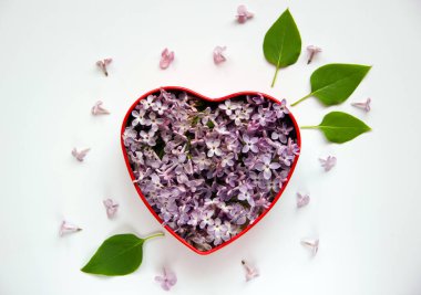 Çiçek kompozisyonu. Mor leylak çiçekleriyle dolu bir kalp. Minimum bahar doğası kavramı. Doğa geçmişi. Düz yat, boşluğu kopyala.