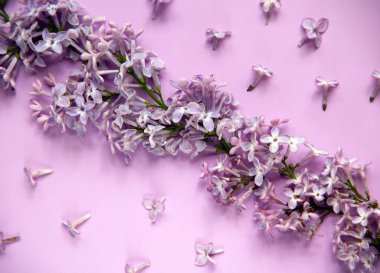 Yeşil yapraklı mor leylak çiçekli yaratıcı düz kompozisyon. Bahar konsepti Doğa geçmişi. Üst görünüm, alanı kopyala.