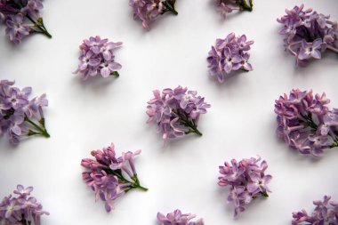 Yeşil yapraklı mor leylak çiçekli yaratıcı düz kompozisyon. Bahar konsepti Doğa geçmişi. Üst görünüm, alanı kopyala.