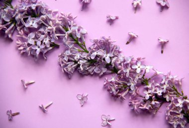 Yeşil yapraklı mor leylak çiçekli yaratıcı düz kompozisyon. Bahar konsepti Doğa geçmişi. Üst görünüm, alanı kopyala.