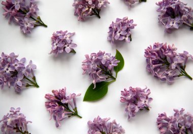 Yeşil yapraklı mor leylak çiçekli yaratıcı düz kompozisyon. Bahar konsepti Doğa geçmişi. Üst görünüm, alanı kopyala.