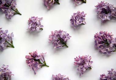 Yeşil yapraklı mor leylak çiçekli yaratıcı düz kompozisyon. Bahar konsepti Doğa geçmişi. Üst görünüm, alanı kopyala.