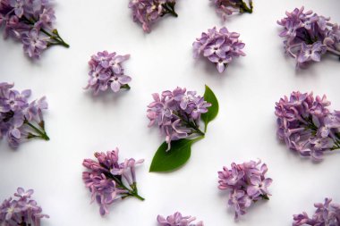 Yeşil yapraklı mor leylak çiçekli yaratıcı düz kompozisyon. Bahar konsepti Doğa geçmişi. Üst görünüm, alanı kopyala.