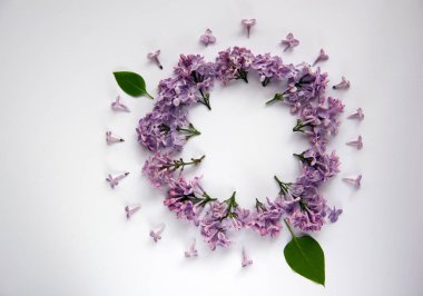 Daire çizili yeşil yapraklı mor leylakların oluşturduğu yaratıcı düz bir kompozisyon. Bahar konsepti Doğa geçmişi. Üst görünüm, alanı kopyala.