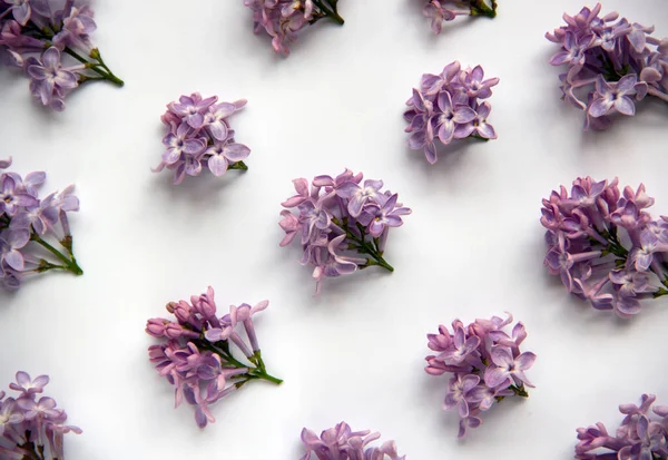 Yeşil yapraklı mor leylak çiçekli yaratıcı düz kompozisyon. Bahar konsepti Doğa geçmişi. Üst görünüm, alanı kopyala.