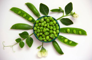 Çember şeklinde dizilmiş taze bezelyeler, kabuklar ve beyaz bir zemin üzerinde bezelye dalıyla. Doğa geçmişi. Sağlıklı gıda konsepti. Düz yatıyordu. Boşluğu kopyala.