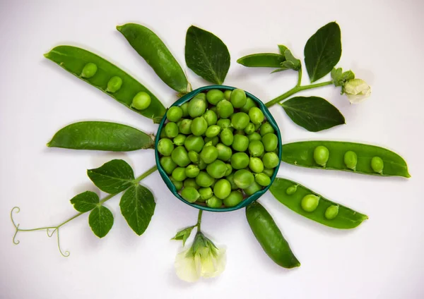 stock image Creative layout with young green peas, pods and a branch of peas on a white background. Nature background. Healthy food concept.  Flat lay. Copy space.