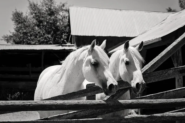 2 つの白のアラビアの馬の B&W 画像 — ストック写真