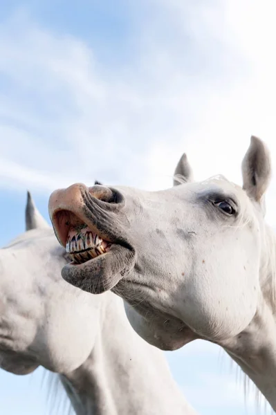 White Horse Baring Its Teeth