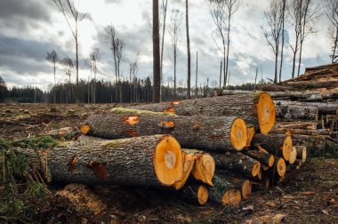 Boş ormanın önünde yeni kesilmiş odun yığınları.