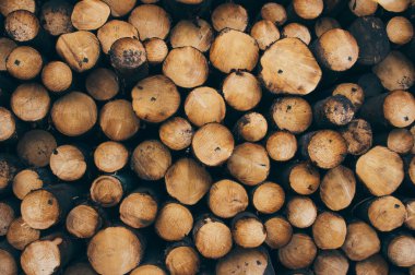 Taze kesilmiş orman odunları yığını