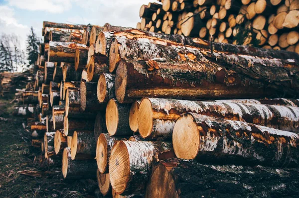 Montón de troncos de madera de bosque recién cortados — Foto de Stock