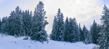 Dağlardaki kozalaklı orman