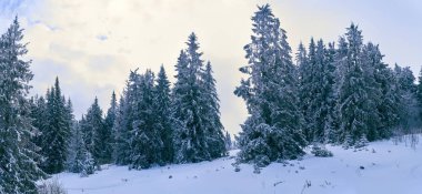 Dağlardaki kozalaklı orman