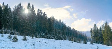 Dağlardaki kozalaklı orman