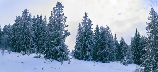 Dağlardaki kozalaklı orman