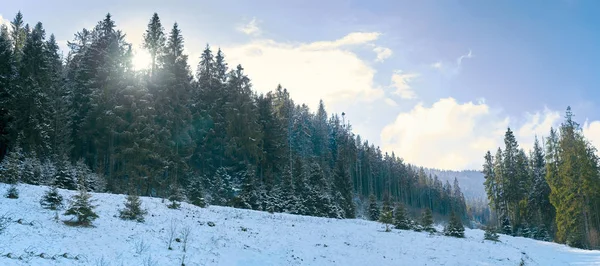 Dağlardaki kozalaklı orman