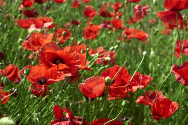 Kırmızı gelincikler tarlası