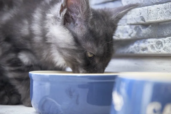 Playful Maine Coon eats food — Stock Photo, Image