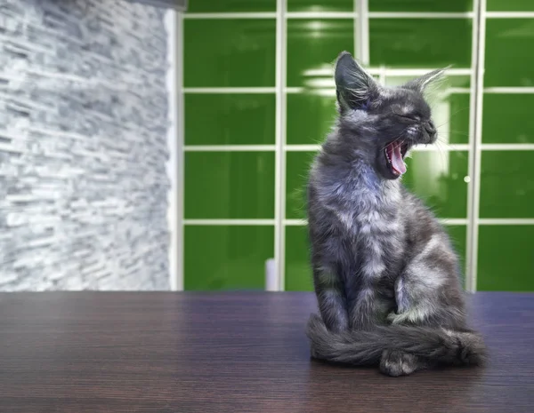 The big cat Maine Coon yawns sitting on the table — Stock Photo, Image