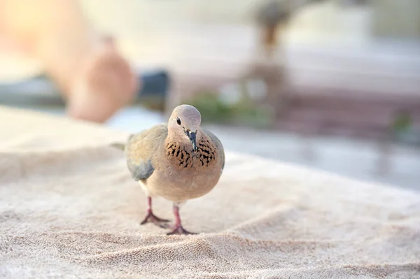 가까이 비둘기 — 스톡 사진