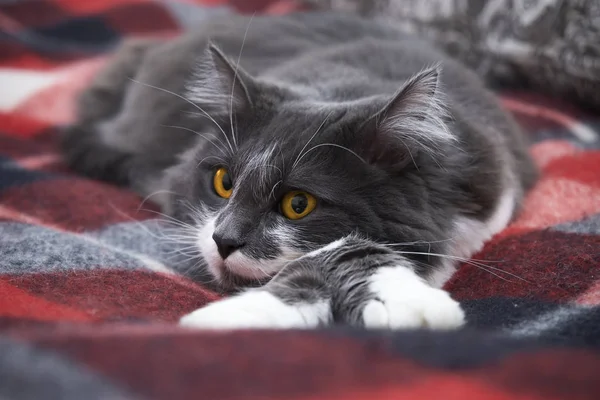 Un chat calme est allongé sur une couverture. Espèces forestières norvégiennes — Photo