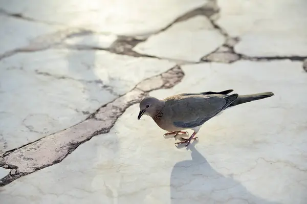 비둘기 근접 촬영 — 스톡 사진