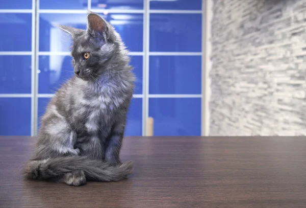 Maine Coon Kitten — Stock Photo, Image