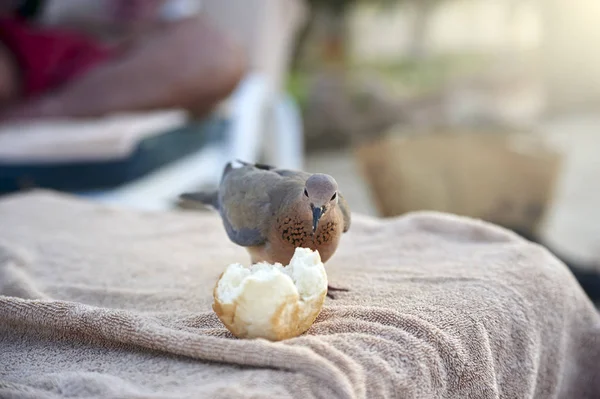 근접 촬영 먹는 빵 비둘기 — 스톡 사진