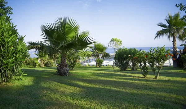 Paisaje Exótico Con Palmeras Atardecer — Foto de Stock